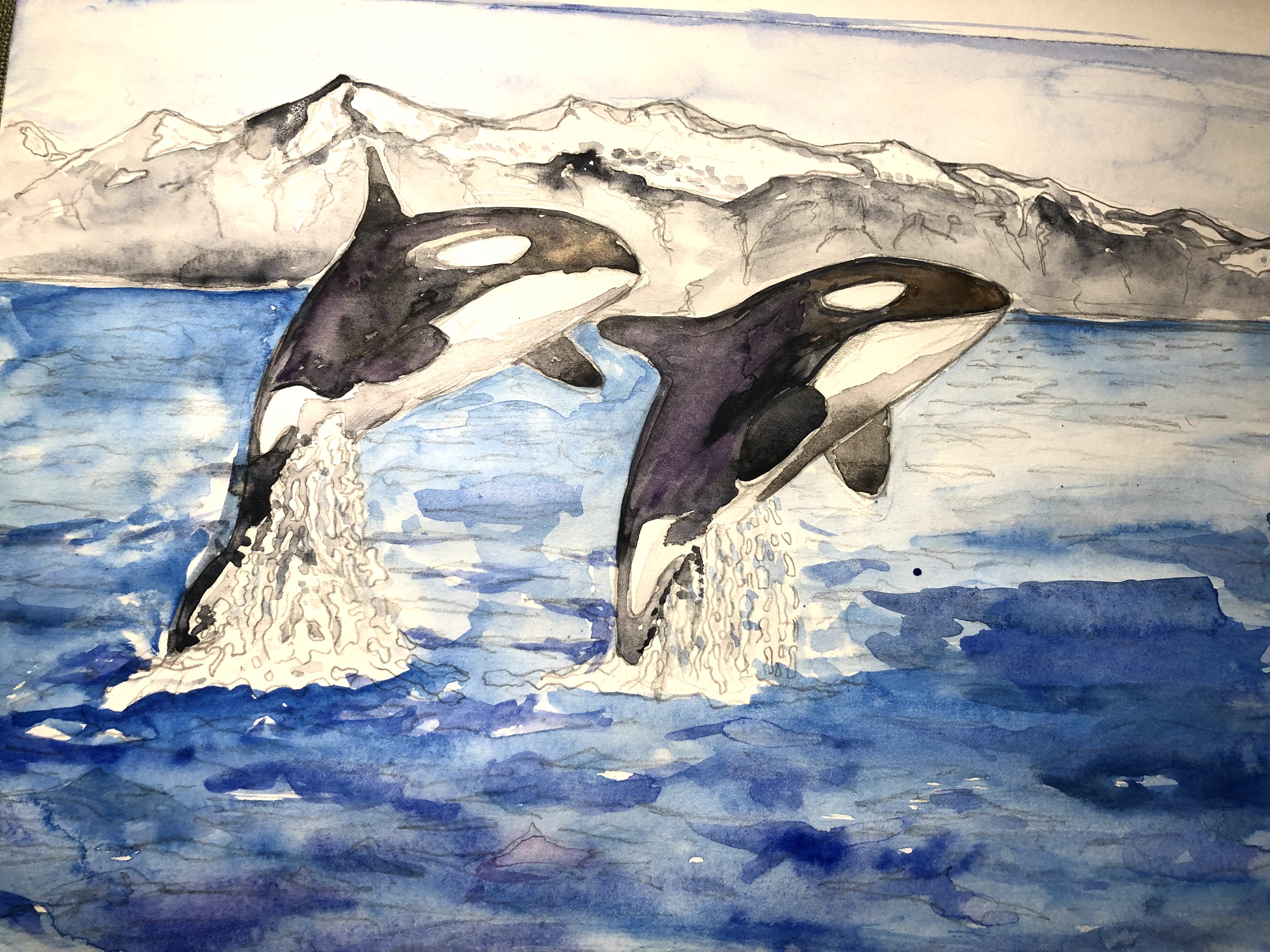 orcas