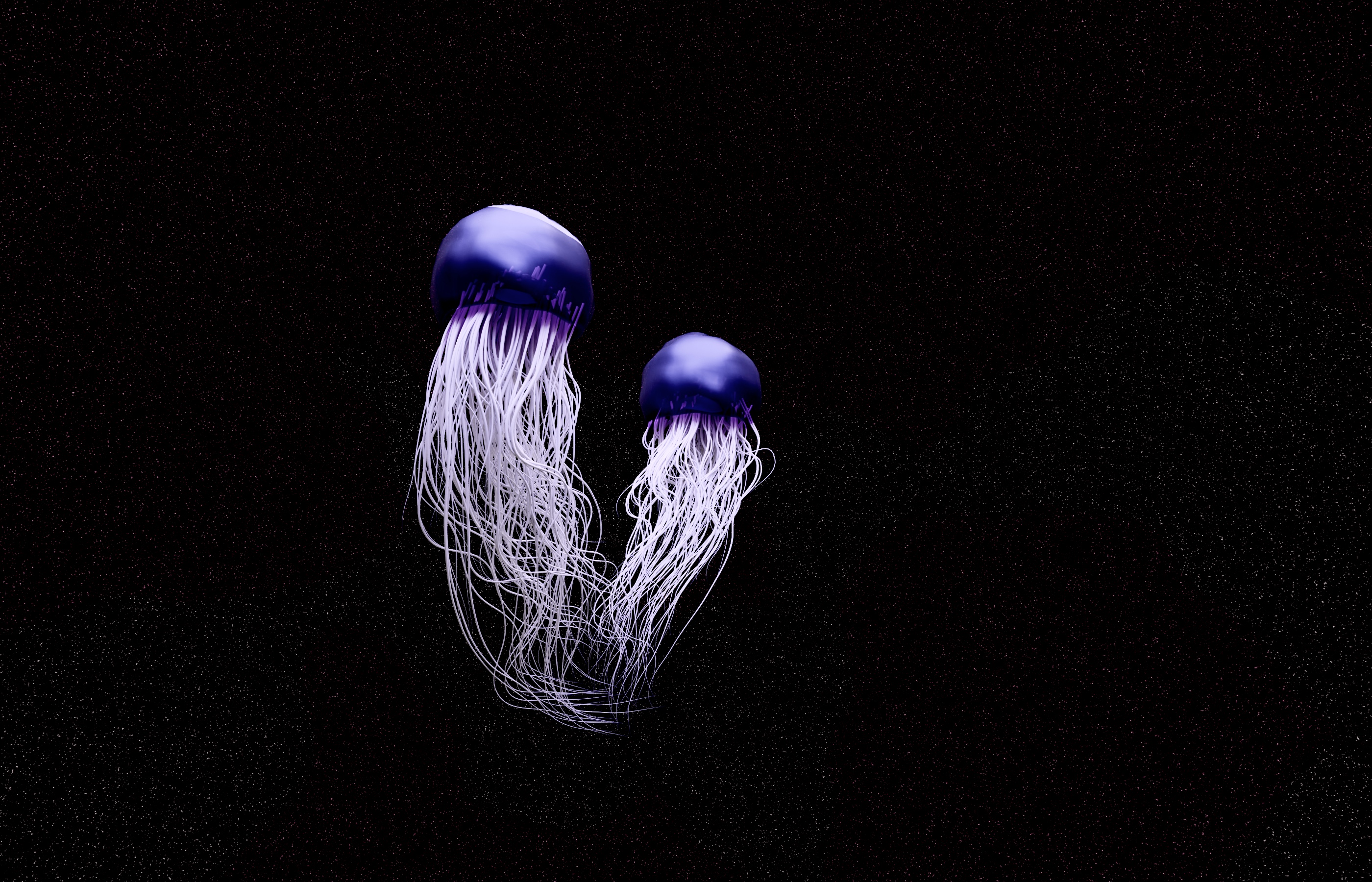 jellyfish